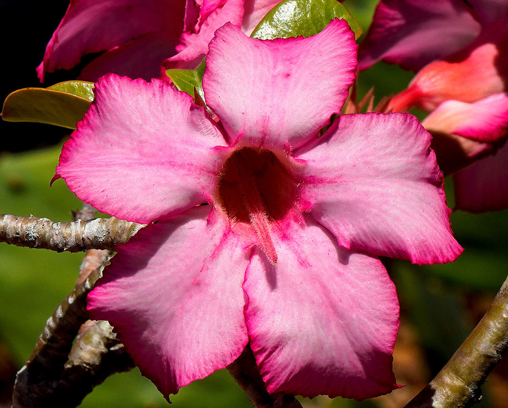  A pink Adenium obesum flower 