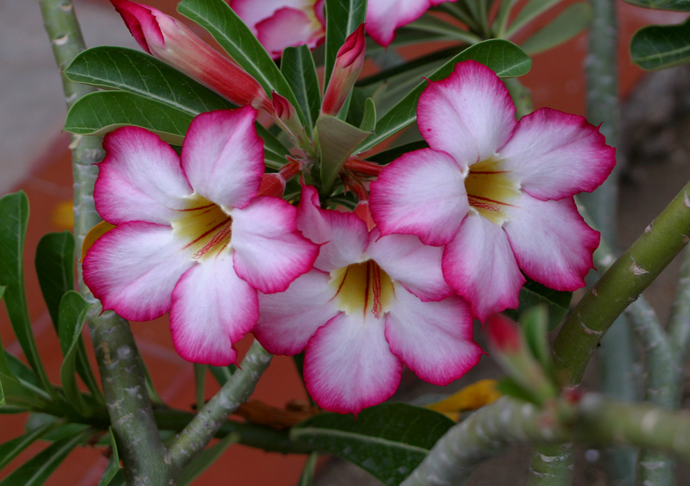 Three beautiful Adenium obesum flowers with yellow throats and white and rose colored petals