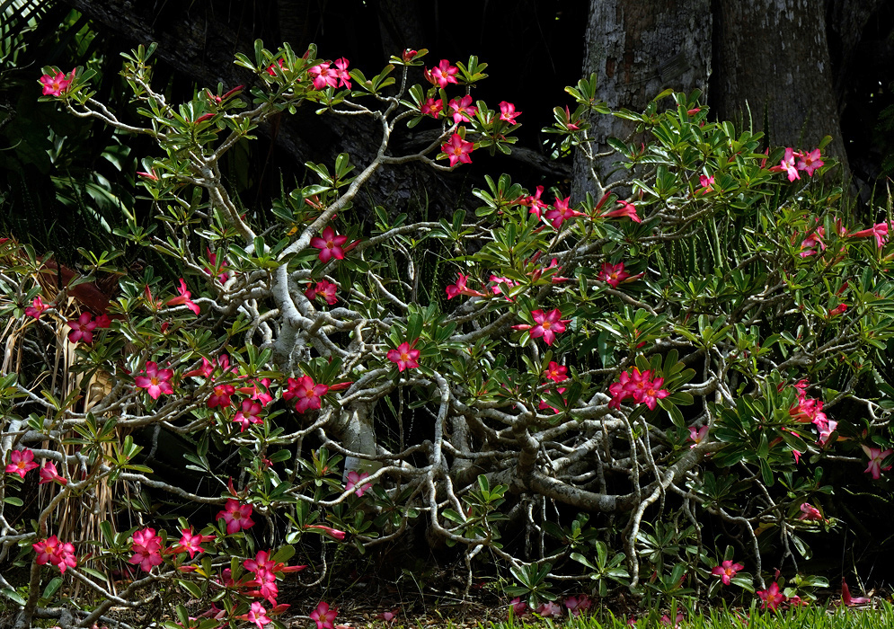 Adenium obesum – Flowering Shrub Large Adenium obesum shrub with dozens of vivid pink flowers and thick, twisting gray branches sprawling across a shaded garden with lush greenery and tree trunks in the background