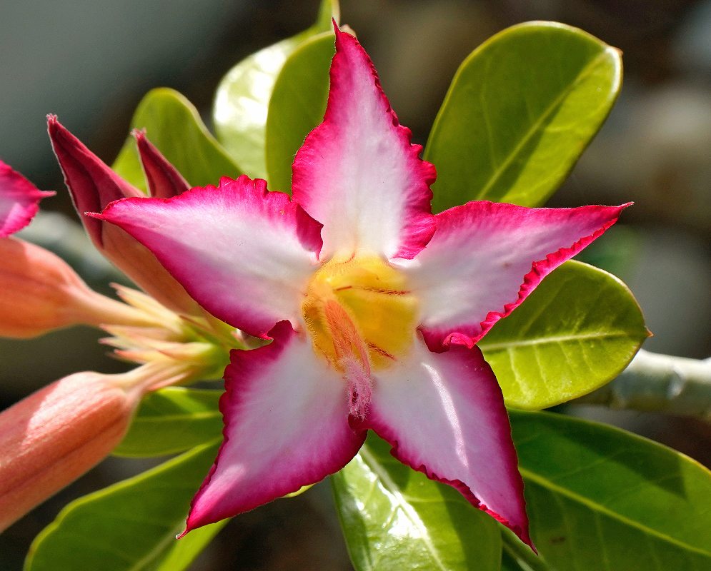 A star shaped Adenium obesum flower with white, pink an yellow colors