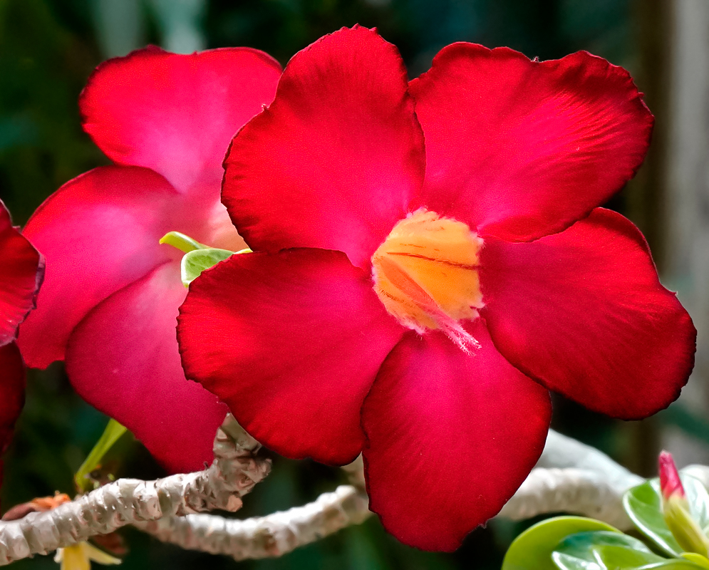 Red Adenium obesum flower with a yellow throat