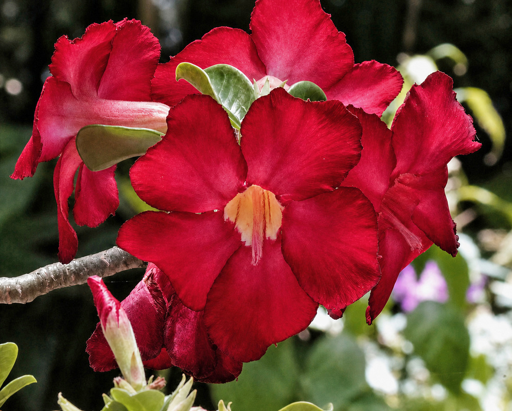 Adenium obesum Taiwan Red Flower Taiwan Red Adenium obesum flower with rich red petals and a yellow throat