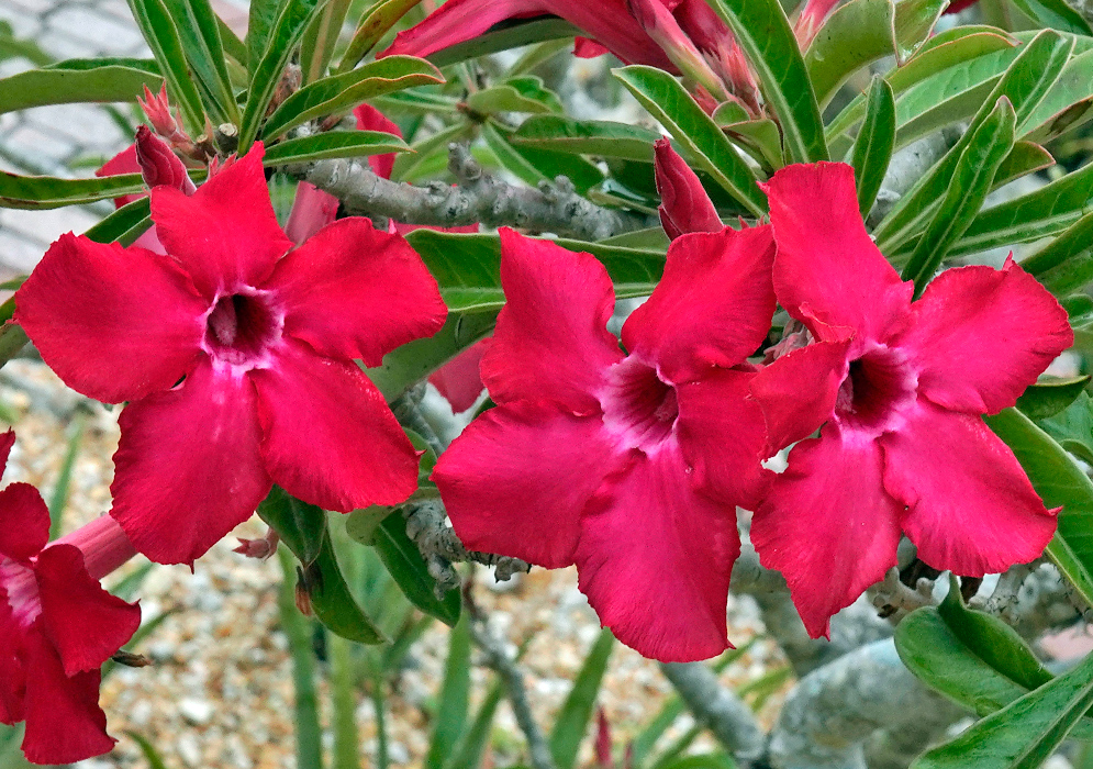 Adenium obesum – Trio of Blooms Three vibrant pink-red Adenium obesum flowers blooming closely together among thick green leaves and grayish branches, with a gravel path in the background
