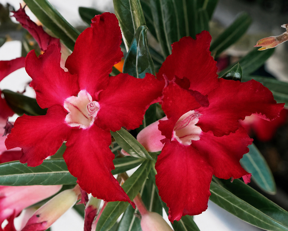 Adenium obesum Dark Red Flowers Two dark red Adenium obesum flowers with broad velvety petals and pale centers blooming beside glossy green leaves