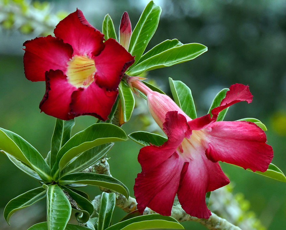 Adenium obesum – Paired Blooms Two striking Adenium obesum flowers—one facing forward with deep red petals and a yellow throat, the other viewed from the side—set against glossy green leaves and a blurred natural background