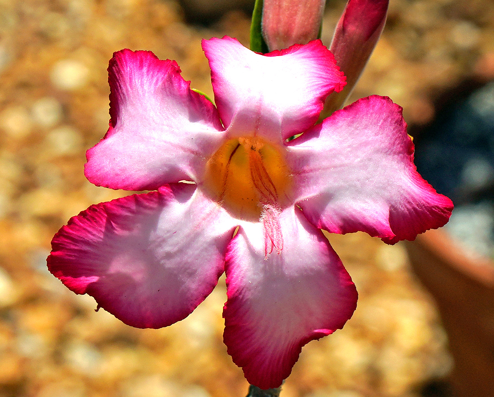 Pink Adenium obesum flower in sunlight