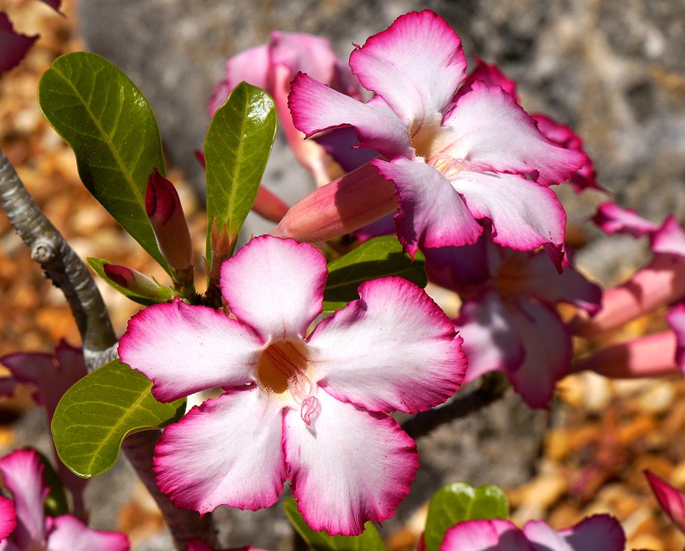 Two pinkish Adenium obesum flowers