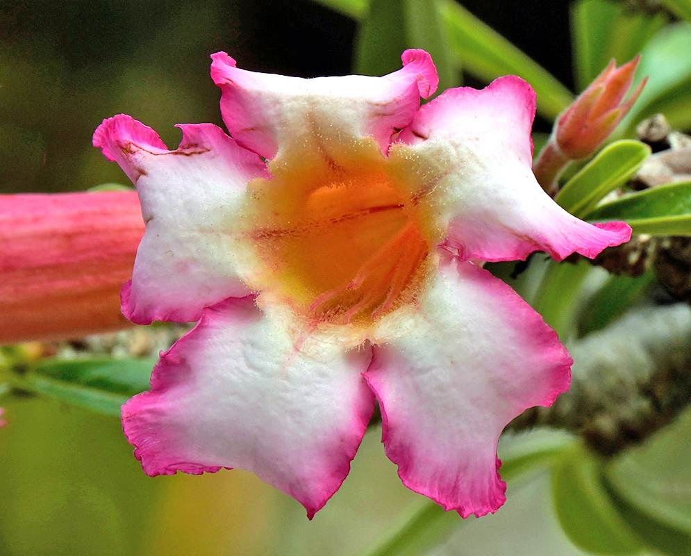 Adenium obesum – Yellow Core Bloom Close-up of an Adenium obesum flower with ruffled white petals edged in bright pink and a vivid golden-yellow throat, set against green foliage