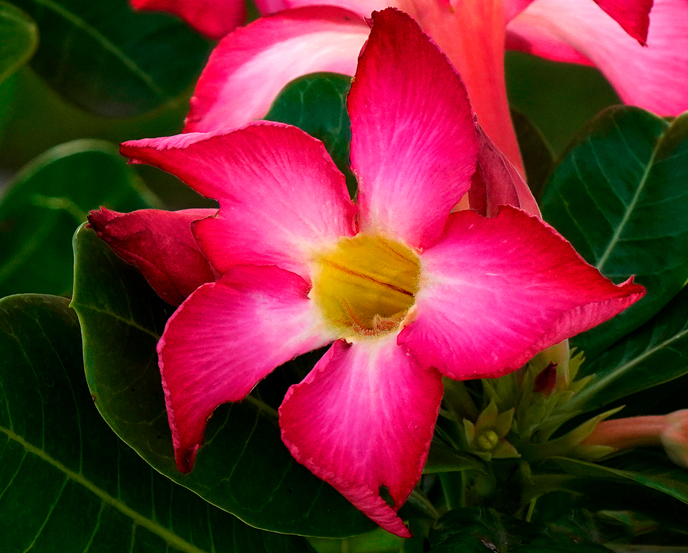 Dark pink Adenium obesum flower with a yellow throat