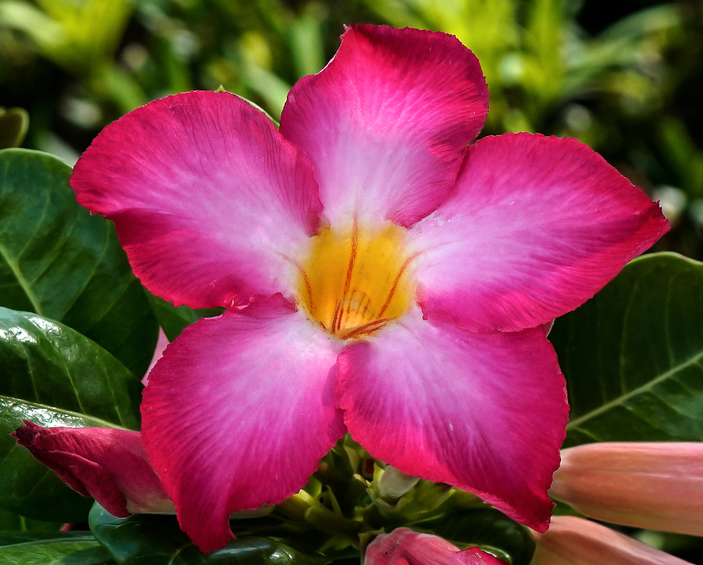 Pink Adenium obesum flower in shade