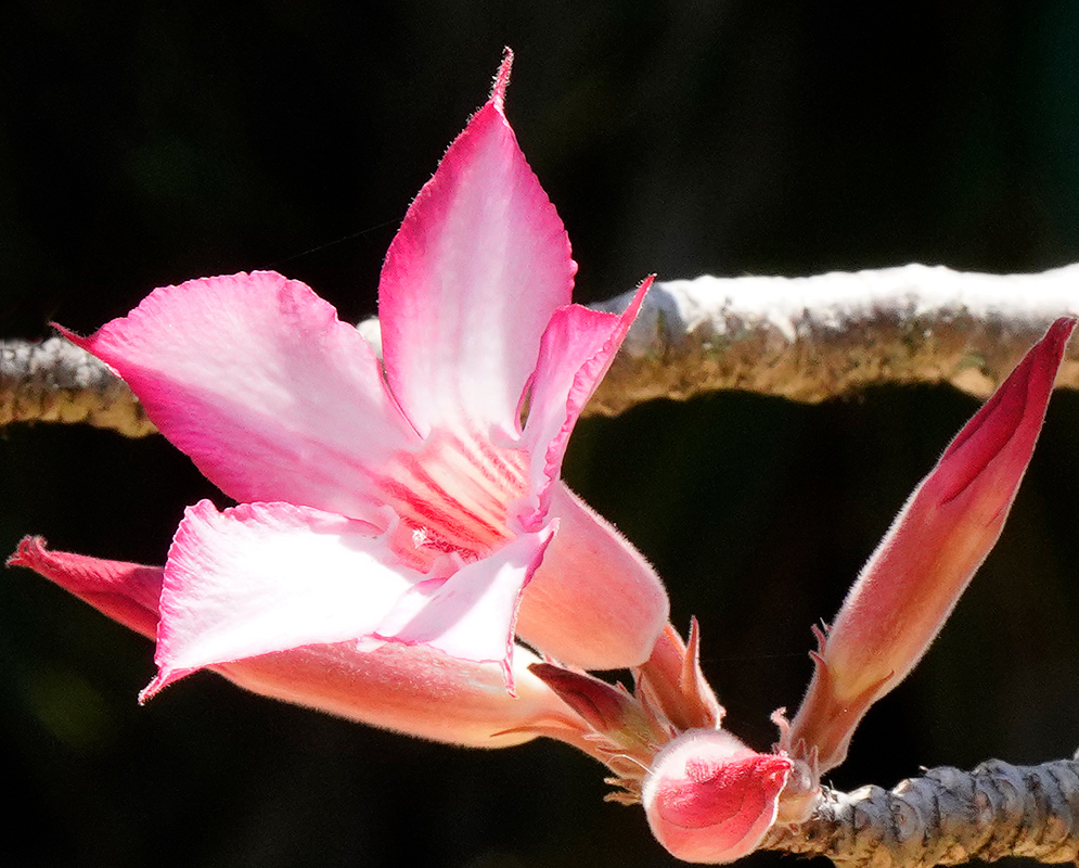 A pink and white Adenium somalense flower in sunlight