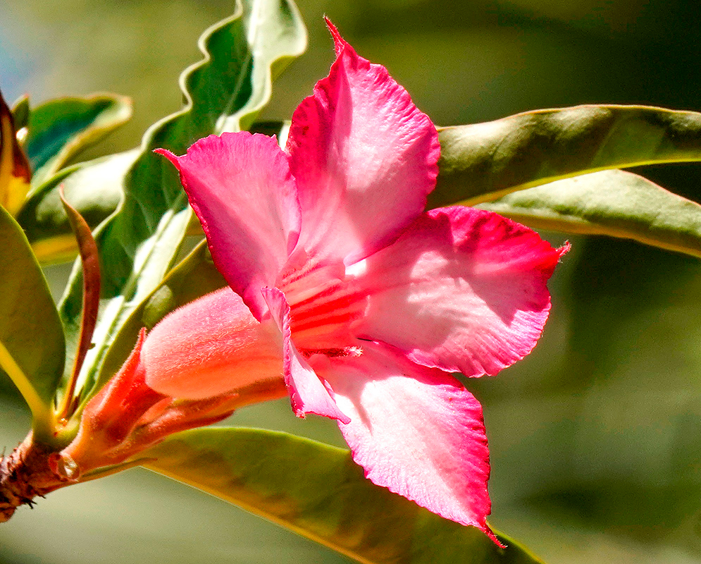 A pink and white Adenium somalense flower in sunlight