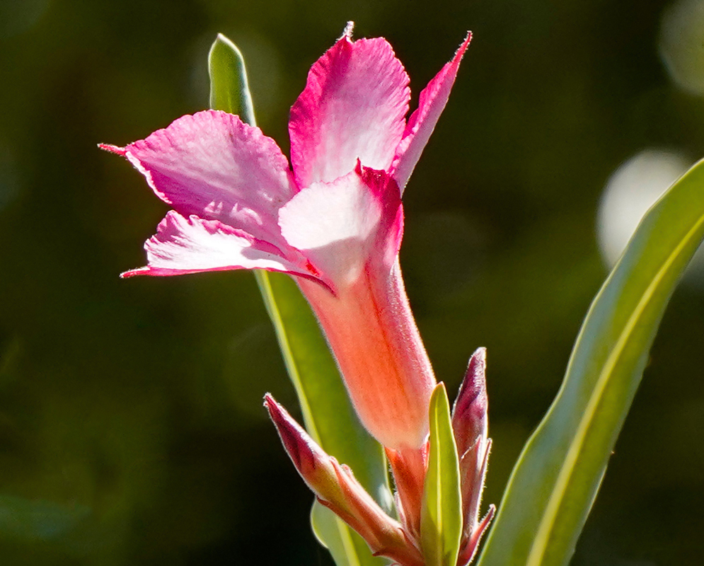 An upright Adenium somalense flower