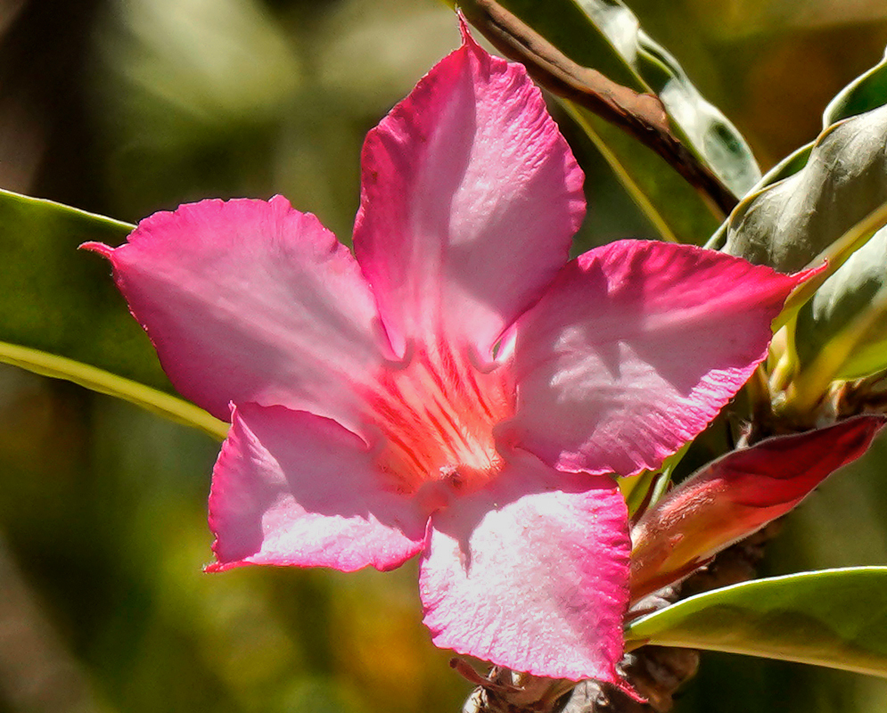 A pink and white Adenium somalense flower in sunlight