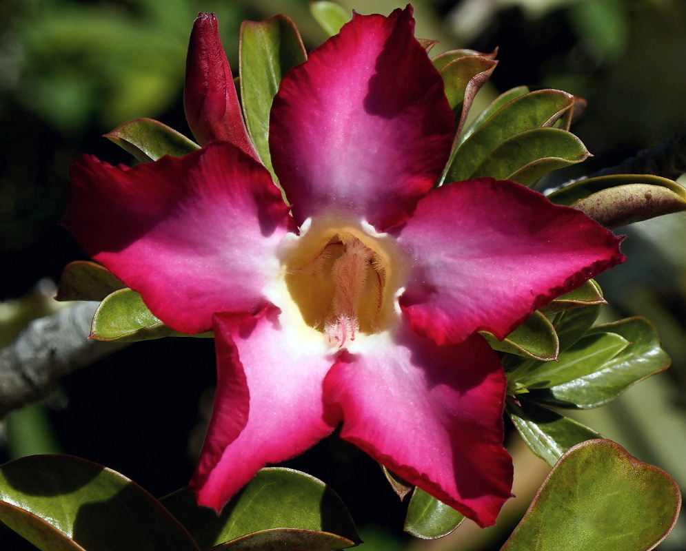 A sunlit Adenium swazicum flower has deep pink petals fading to white around its throat