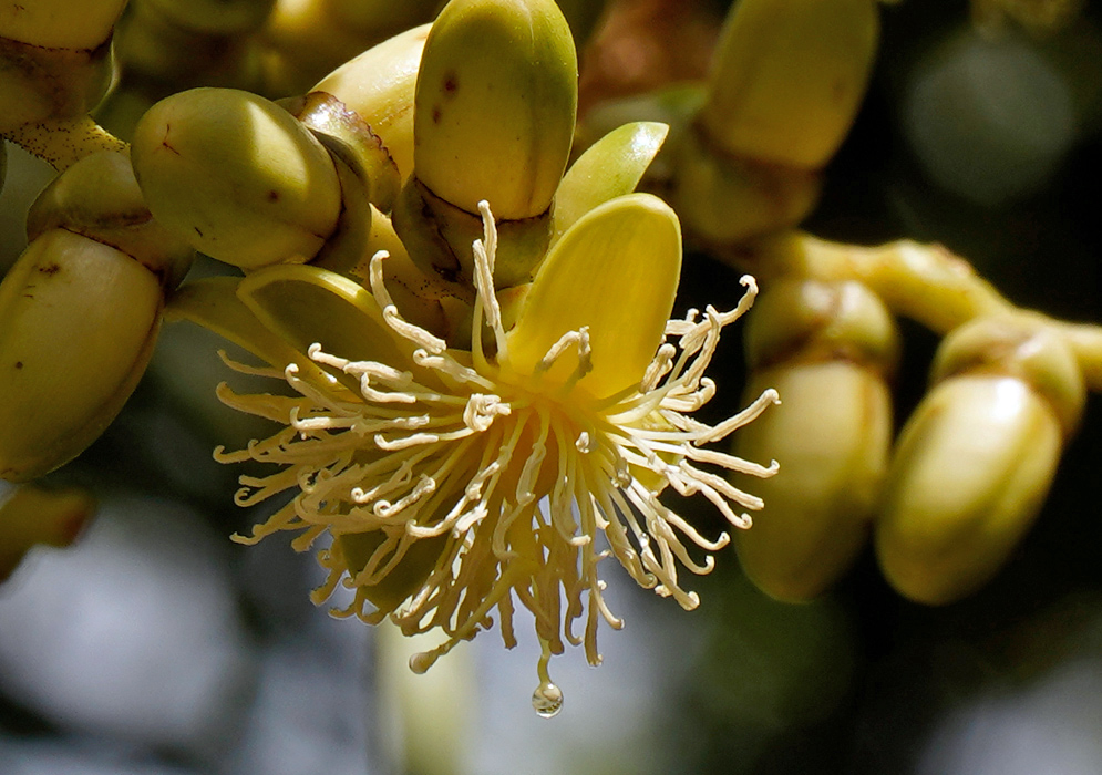 A delicate yellowish flower of the Adonidia merrillii palm with long curling stamens hanging beneath a cluster of unopened buds, lit by natural sunlight