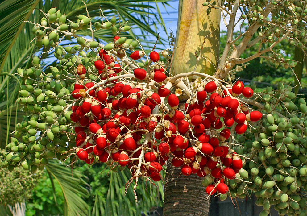 An inflorescence of red Adonidia merrillii fruit
