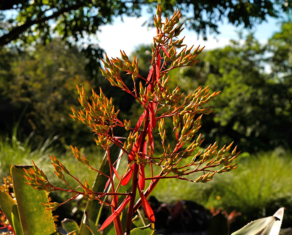 Inflorescence of Aechmea 'Amarillo' with bright red bracts and clustered yellow flower buds in a tropical garden