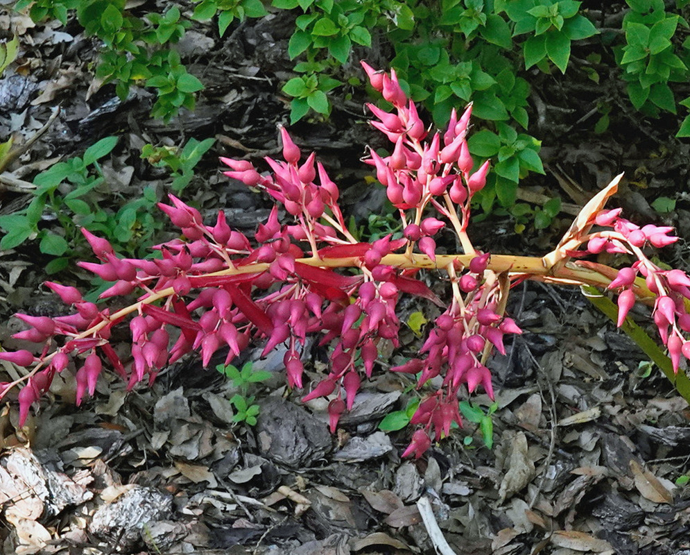 Aechmea amicorum has an open branched inflorescence with pointed pink bracts above its leafy rosette