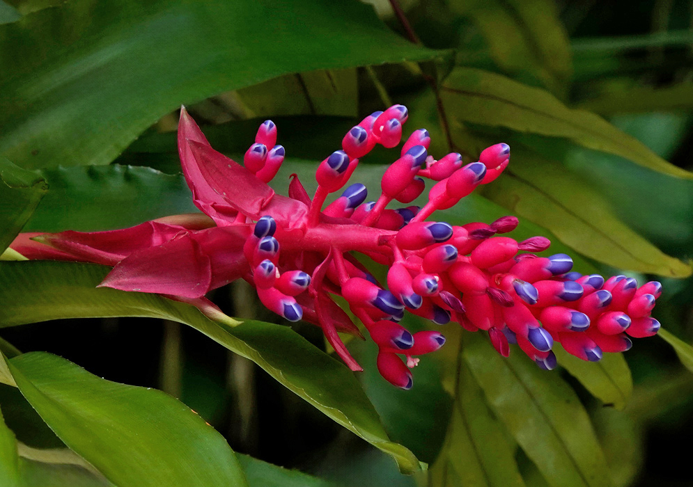 Aechmea andersonii Pink and Blue Inflorescence Aechmea andersonii inflorescence with bright pink stalk and blue-purple tipped floral buds among tropical foliage