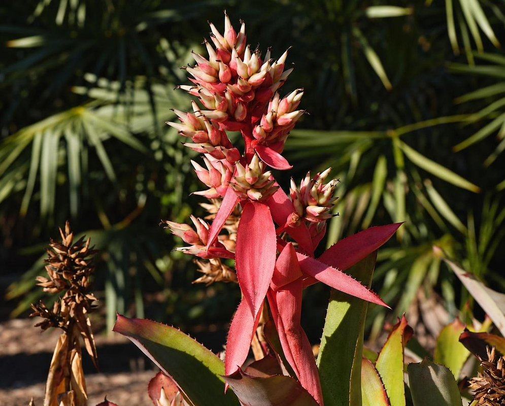 Aechmea aquilega has a tall clustered inflorescence with pale buds and broad reddish pink bracts