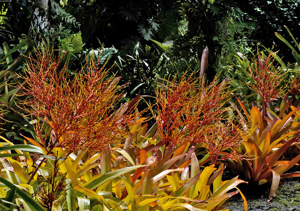 Aechmea blanchetiana – Vivid Tropical Flames Vibrant display of Aechmea blanchetiana plants with orange-yellow leaves and dense, branching red-orange inflorescences in a lush tropical garden.