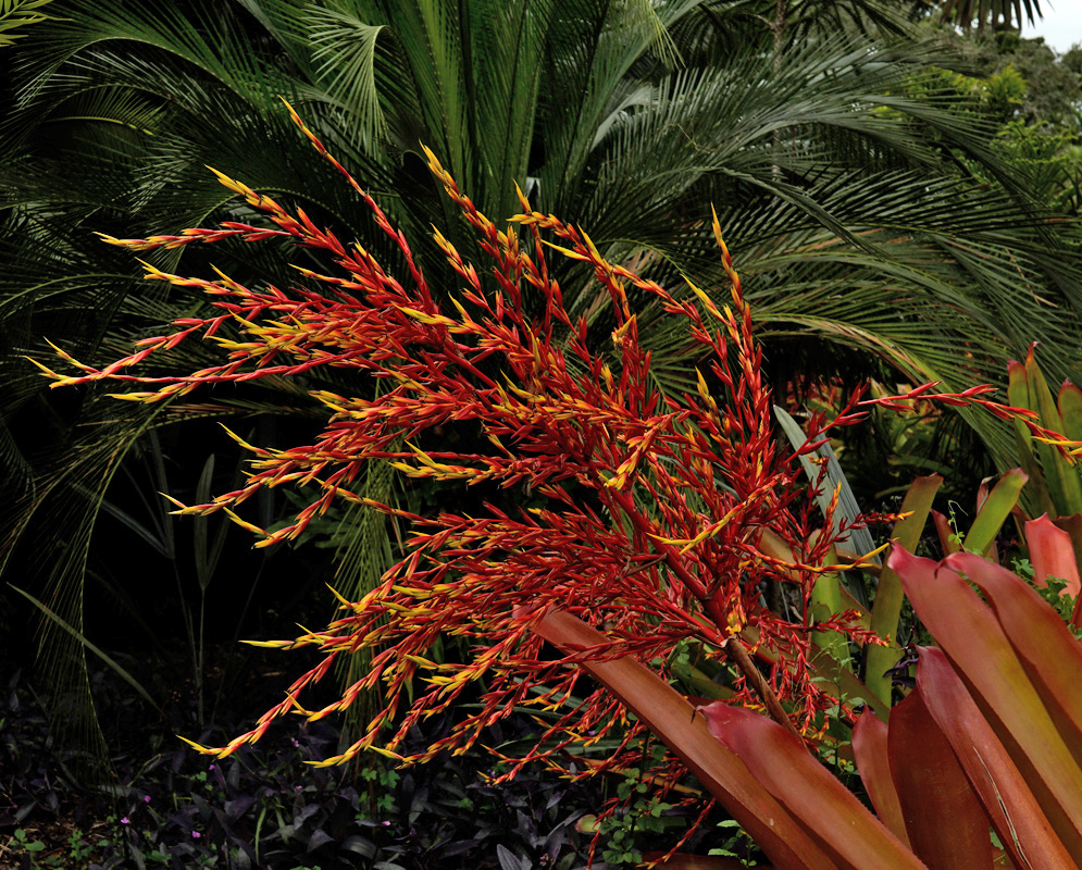 Aechmea blanchetiana – Tropical Flame Against Palms Large Aechmea blanchetiana flower spike with vivid red and yellow inflorescence arching over dark green palm fronds and tropical foliage in the background