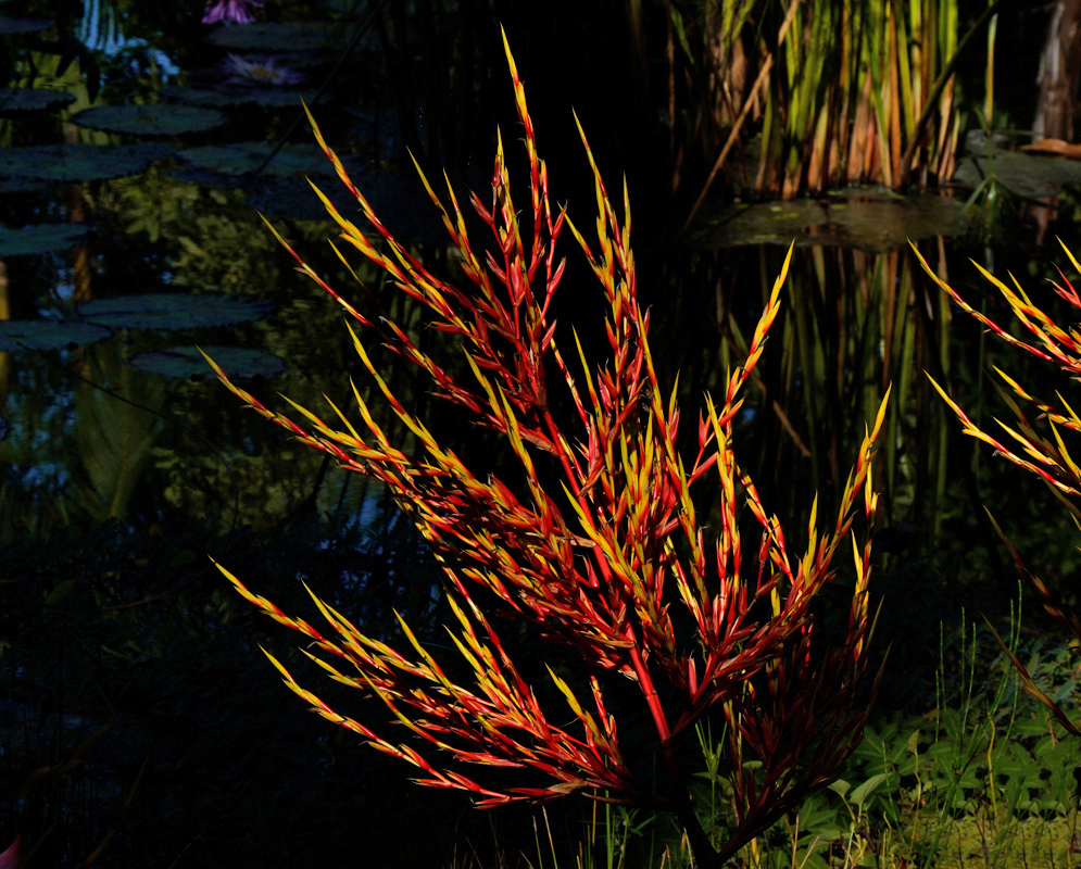 Aechmea blanchetiana – Firelight Over Water Striking Aechmea blanchetiana inflorescence with vivid orange and yellow bracts glowing against a dark, reflective pond background in a tropical setting