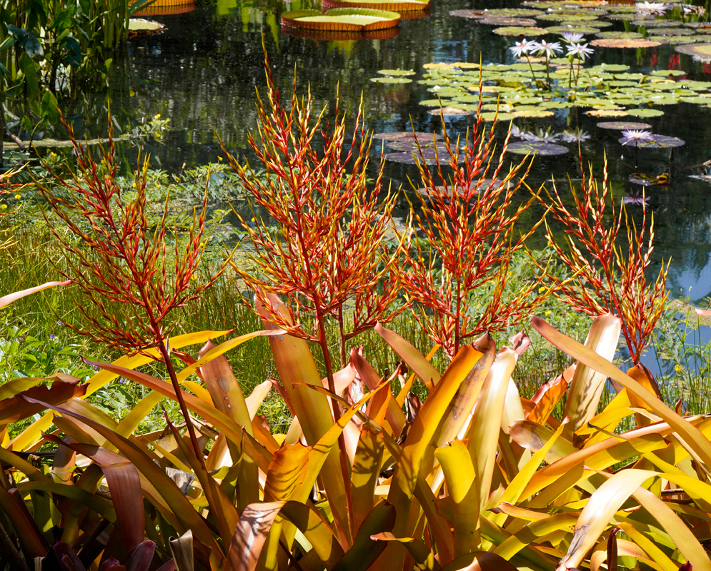 Aechmea blanchetiana – Tropical Cluster by the Pond Cluster of vibrant Aechmea blanchetiana plants with tall red-orange flower spikes beside a pond filled with lily pads and blooming water lilies in sunlight