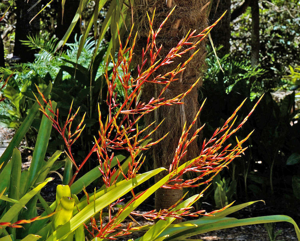 Aechmea blanchetiana – Flower Spikes in Shade Bright red and yellow flower spikes of Aechmea blanchetiana emerging from thick green leaves near a palm trunk in a shaded tropical garden
