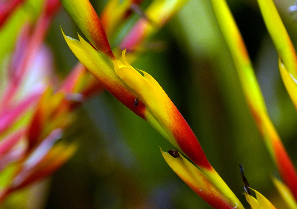 Aechmea blanchetiana – Fiery Petal Close-Up Close-up of a single Aechmea blanchetiana flower with vivid yellow and red petals, showing fine detail and a tiny black insect on its surface