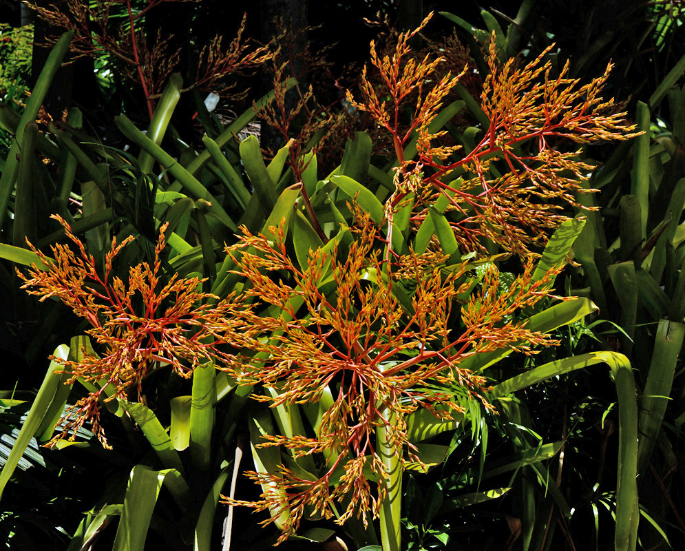 Aechmea blanchetiana – Orange Inflorescences Orange and yellow inflorescences of Aechmea blanchetiana extending outward from dense green foliage under dappled tropical sunlight