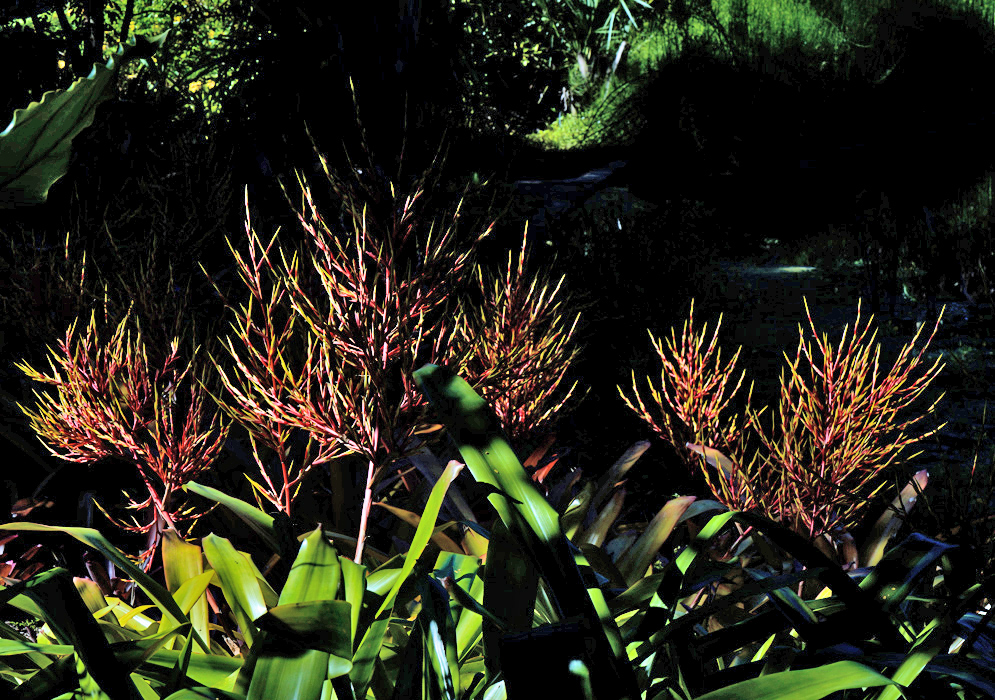 Aechmea blanchetiana – Inflorescences in Shade Group of Aechmea blanchetiana plants with glowing reddish-yellow inflorescences partially illuminated in a shadowy tropical forest setting