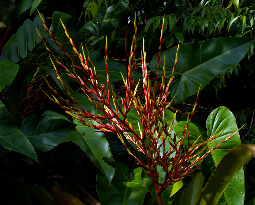 Aechmea blanchetiana – Red Inflorescence Striking red and yellow inflorescence of Aechmea blanchetiana emerging from lush tropical foliage with large dew-covered leaves in low light