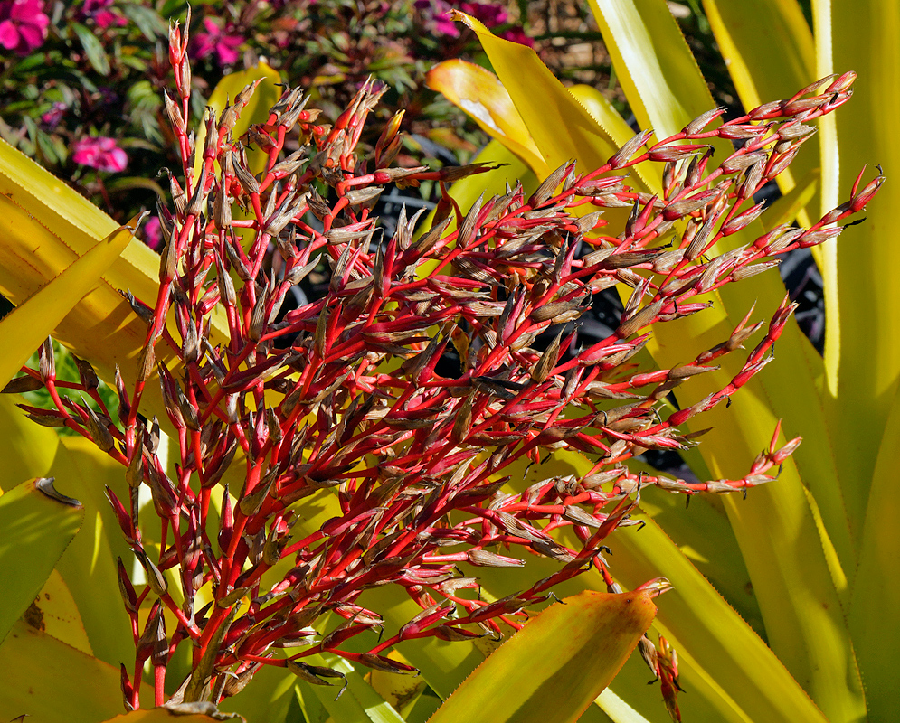 Dark red Aechmea blanchetiana Infloresence