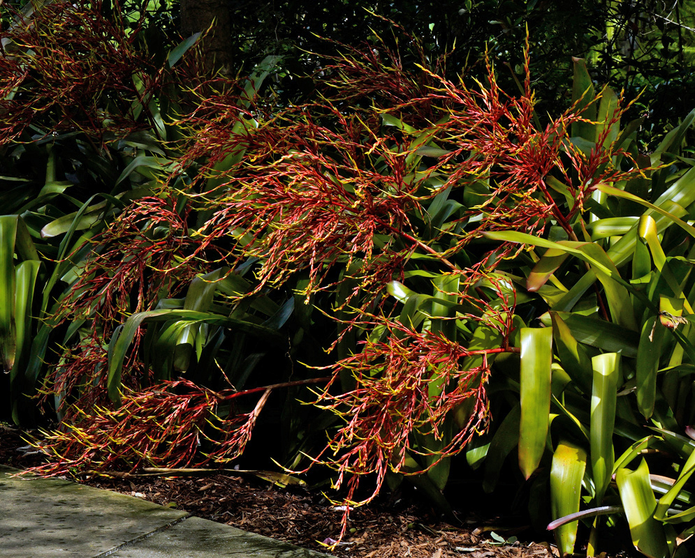 Aechmea blanchetiana – Arching Orange Blooms Arching orange and red flower clusters of Aechmea blanchetiana cascading over green bromeliad foliage beside a garden walkway in partial shade