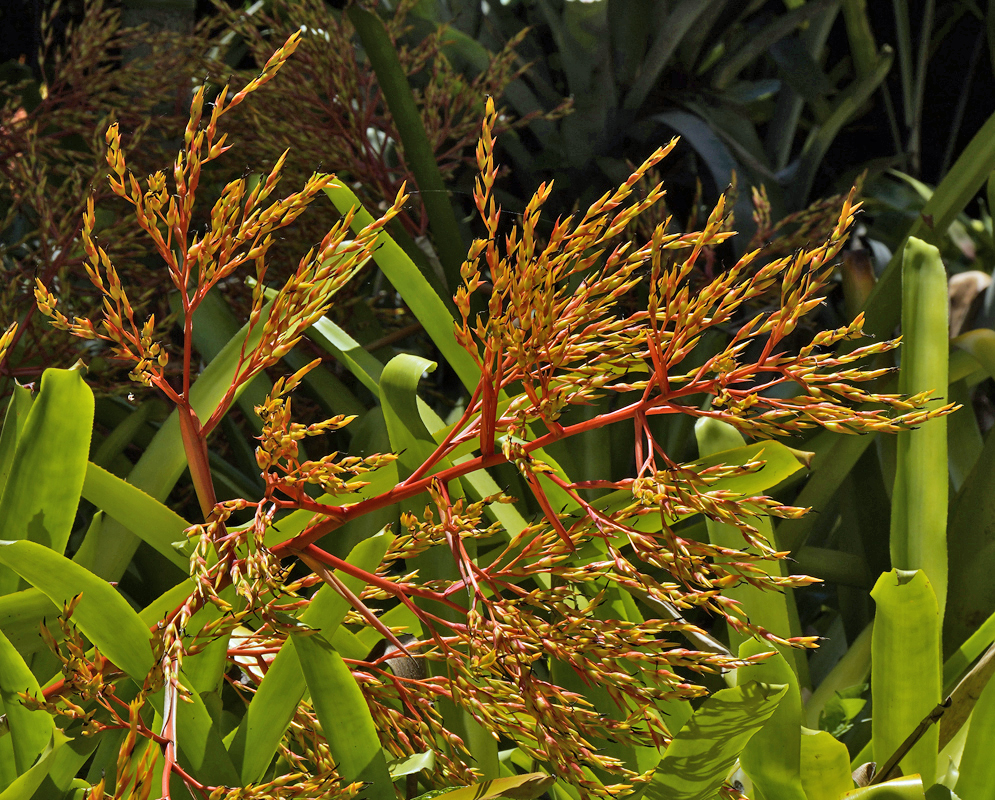 Aechmea blanchetiana – Orange Inflorescence Orange and yellow branching inflorescence of Aechmea blanchetiana with thick red stems rising above dense green bromeliad foliage in bright tropical light