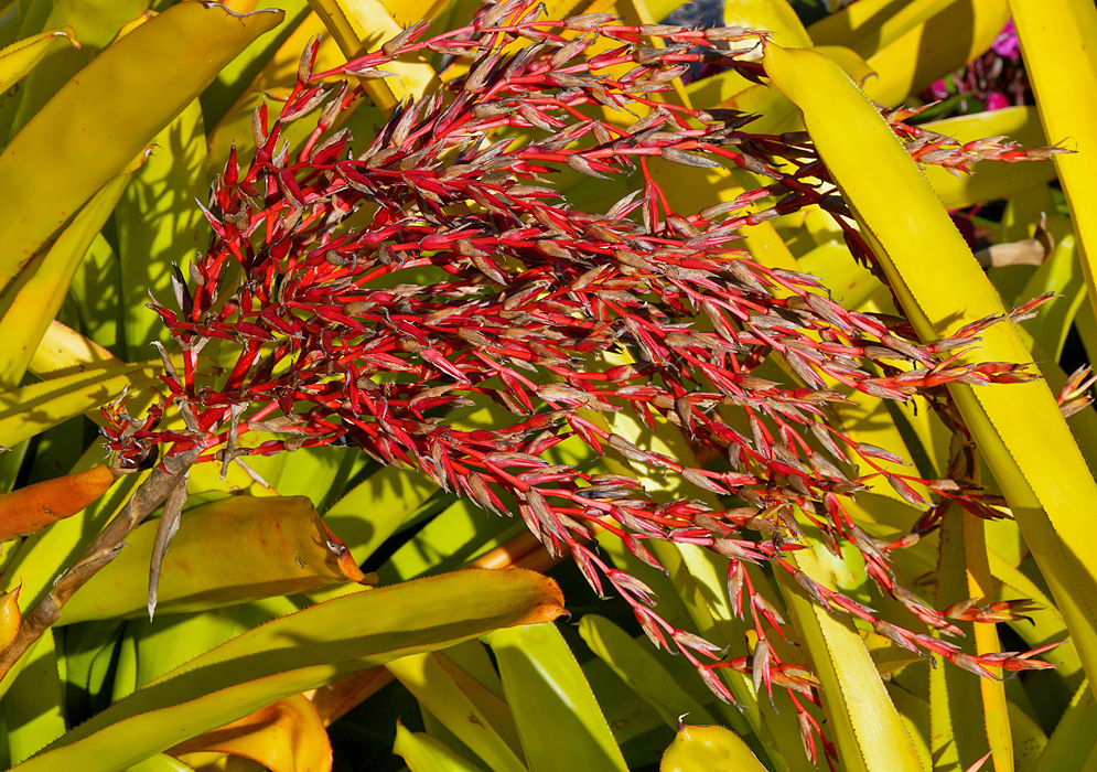 Dark red Aechmea blanchetiana Infloresence