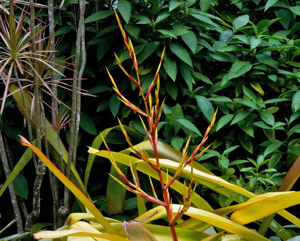 Aechmea blanchetiana – Single Flower Spike Single reddish-orange flower spike of Aechmea blanchetiana emerging from broad yellow-green leaves in front of a lush garden hedge