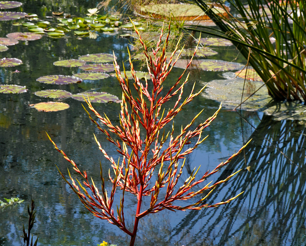 Aechmea blanchetiana – Spike by Pond Vivid red and yellow Aechmea blanchetiana flower spike growing beside a tranquil pond with lily pads and reeds reflecting in the water.