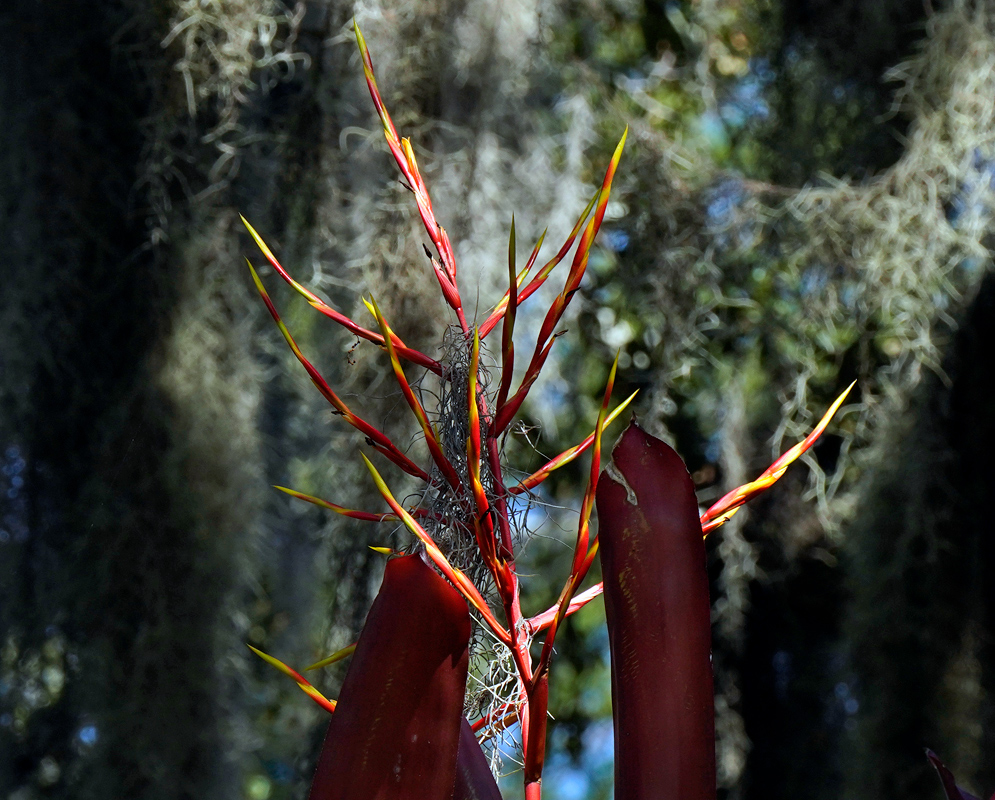 Aechmea blanchetiana – Red Spike with Moss Close-up of a red and yellow Aechmea blanchetiana flower spike with Spanish moss in the background and deep red leaves at the base