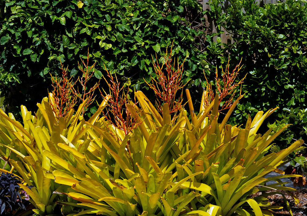 Aechmea blanchetiana – Yellow Leaves in Sun Cluster of Aechmea blanchetiana plants with bright yellow leaves and reddish-orange flower spikes, growing in full sun against a green leafy background