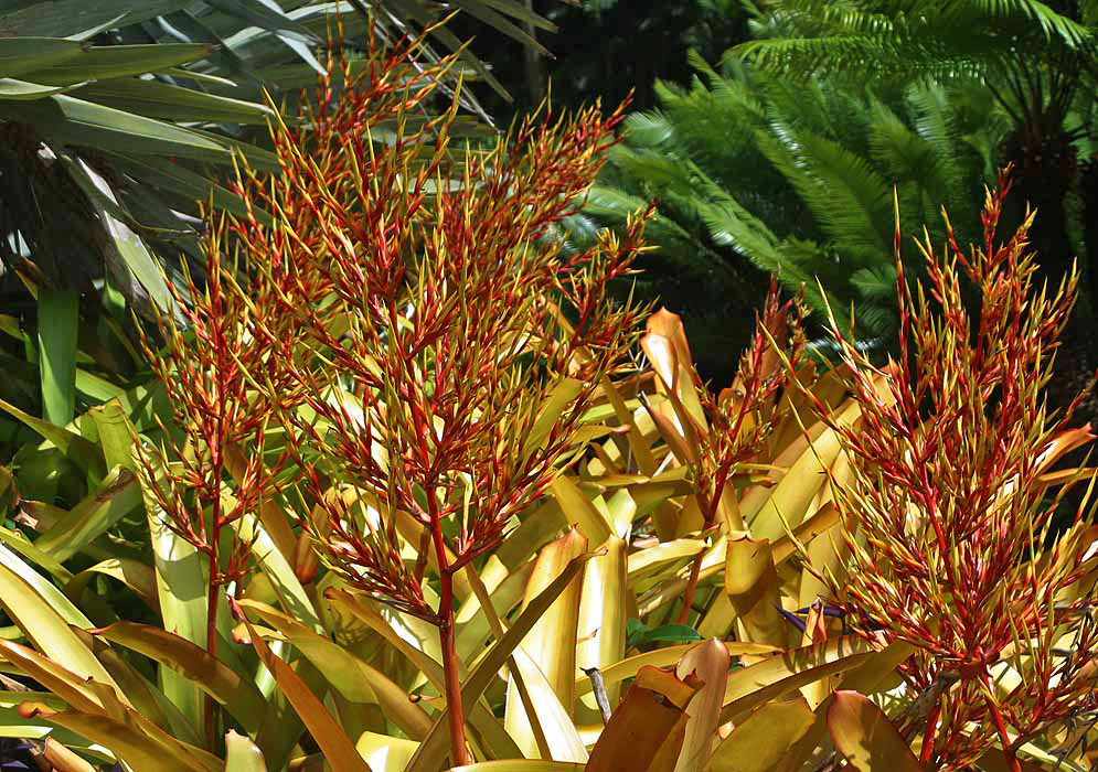 Golden Aechmea blanchetiana leaves with large spikes of yellow, orange and red tone flowers