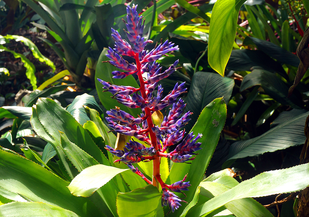 A slender spike of vivid purple and blue flowers, with red bracts, standing out against a lush greem environment