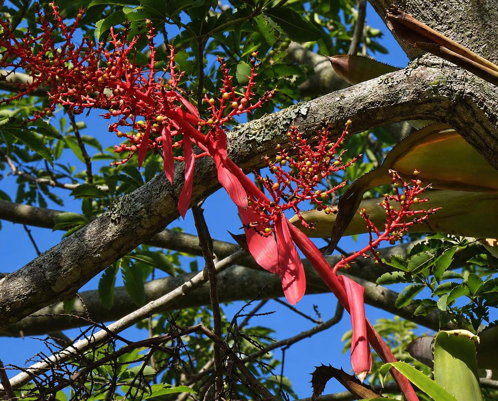 Aechmea bracteata has dark blue fruits on red branches above long pointed scarlet bracts