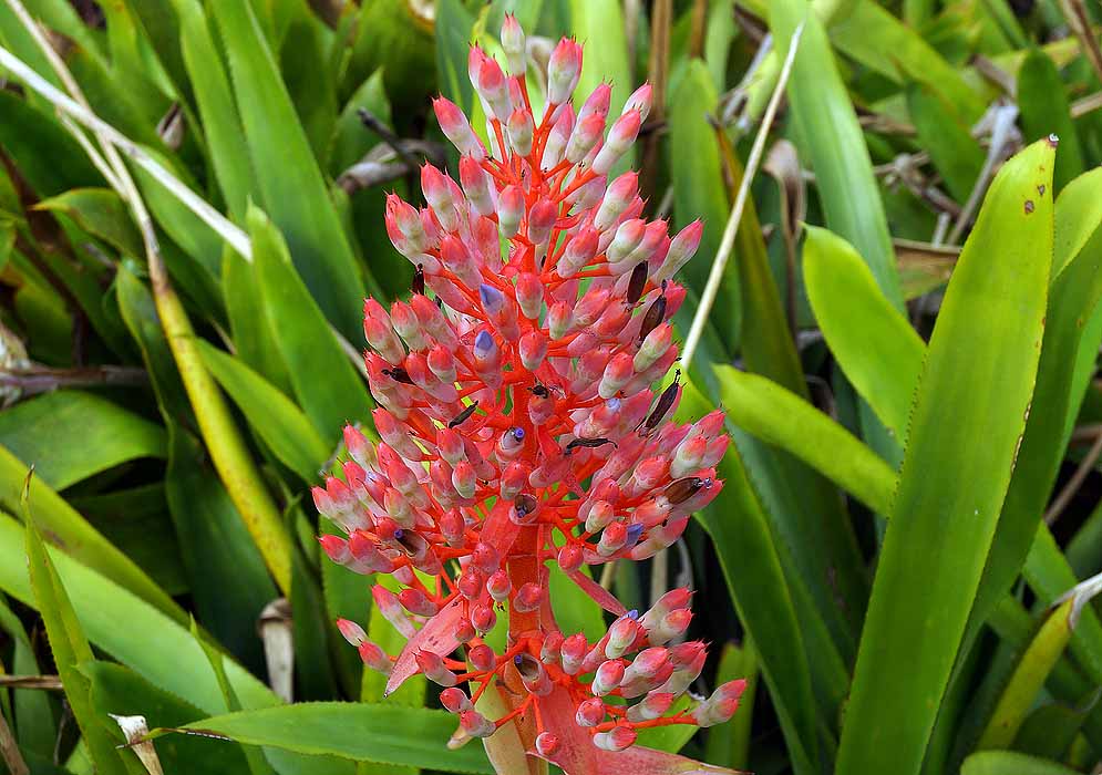 Red and pink bromeliad flower spike surrounded by green leaves.