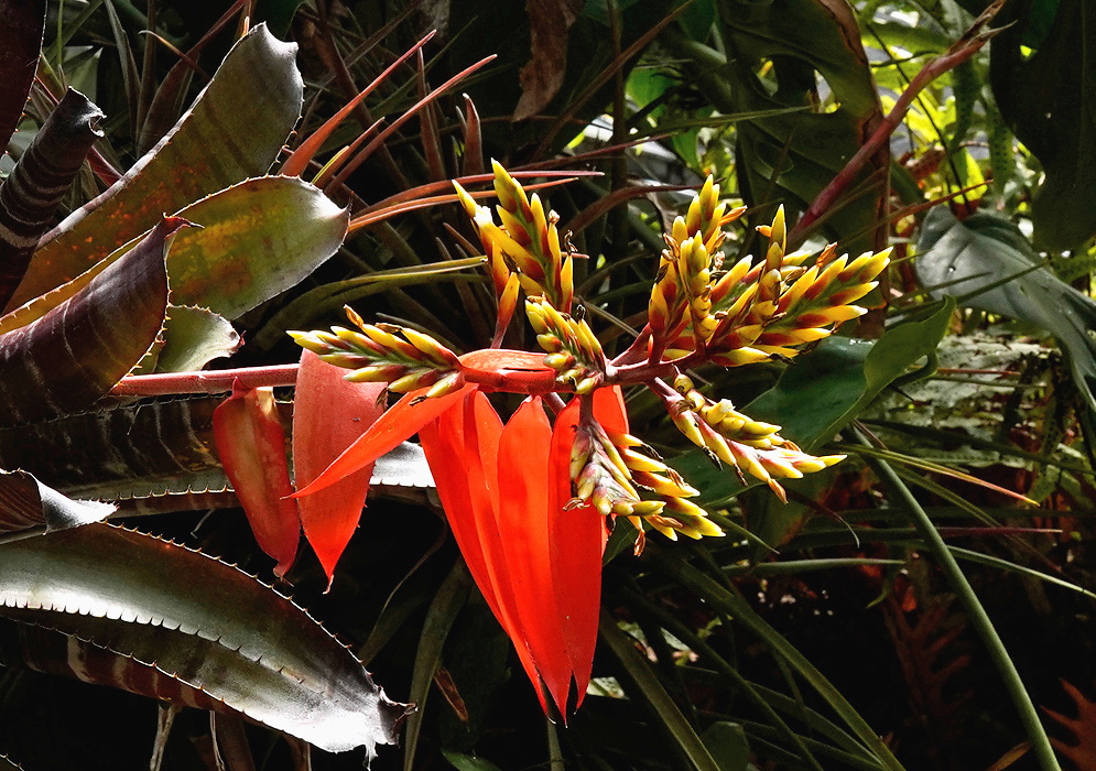 Aechmea chantinii Red Bract and Flower Buds Branching inflorescence of Aechmea chantinii with orange-red bracts and yellowish flower buds emerging from a striped green and maroon-leafed rosette