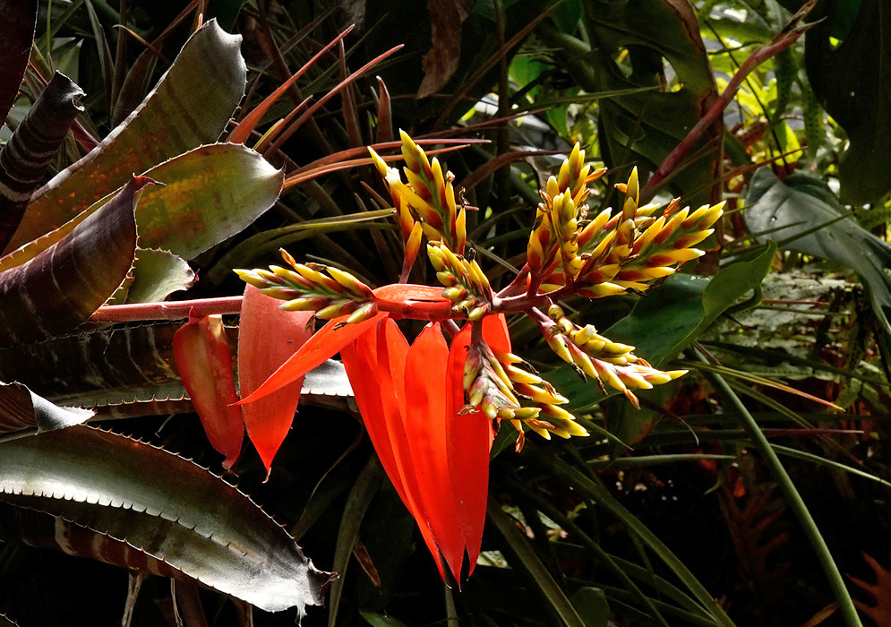 Branching inflorescence of Aechmea chantinii with orange-red bracts and yellowish flower buds emerging from a striped green and maroon-leafed rosette