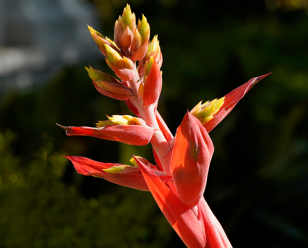 Aechmea chantinii Infloresence with red-pink bracts and yellow flowers