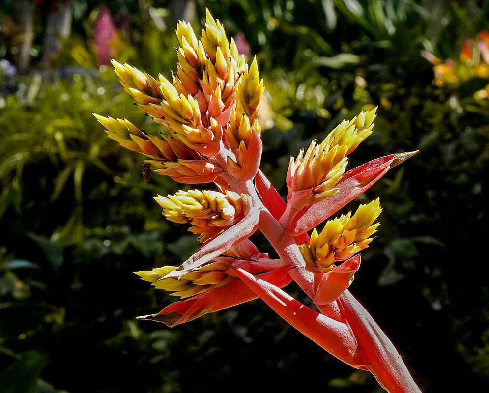 Aechmea chantinii Infloresence with red-pink bracts and yellow flowers